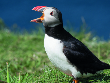 Puffin with beak open (Mick Armitage)