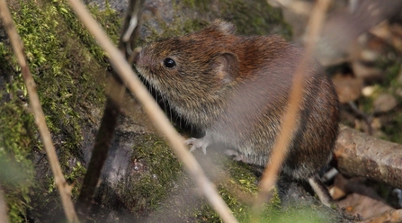 Bank Vole © Allen Holmes 2021