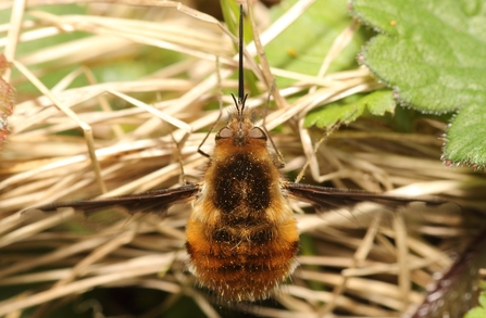 Dark-edged Bee-fly © Allen Holmes 2021