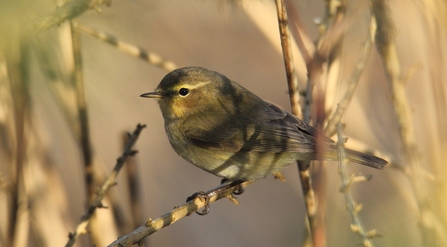 Chiffchaff © Allen Holmes 2021