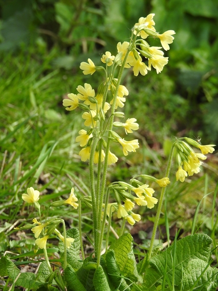 Cowslip © Darren Wozencroft 2021