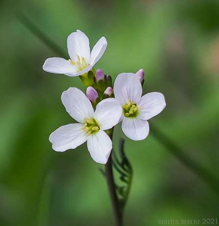 Cuckooflower © Martin Warne 2021