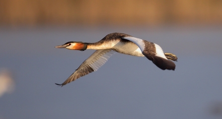 Great Crested Grebe © Allen Holmes 2021