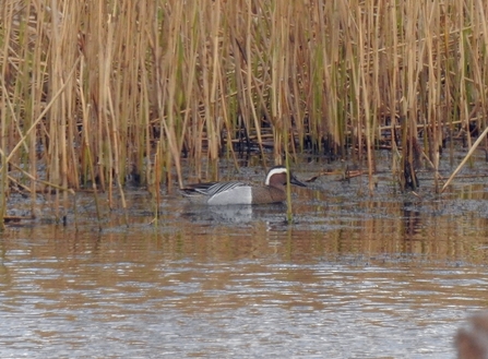 Garganey © Richard Scott 2021