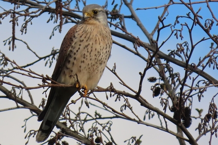 Kestrel © David Shaw 2021