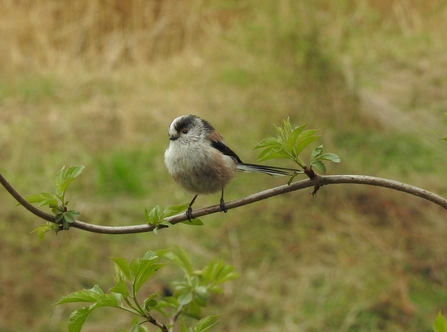 Long-tailed Tit © Richard Scott 2021