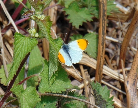 male Orange Tip © Lynda Christou 2021