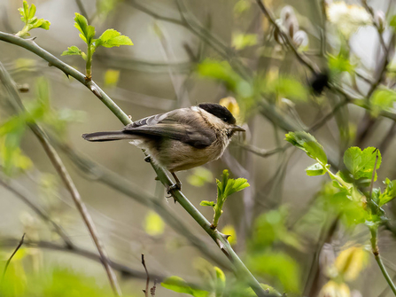 Willow Tit © Paul Paddock 2021