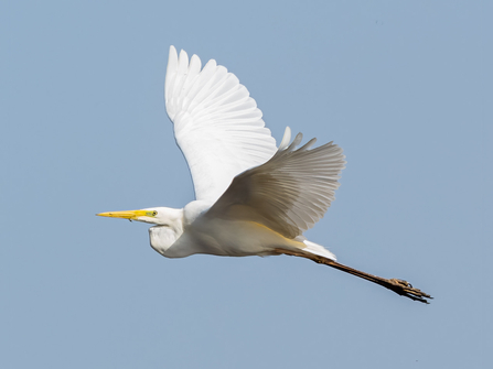 Great White Egret © Paul Paddock 2021