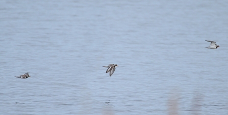 Ringed Plovers © Allen Holmes 2021