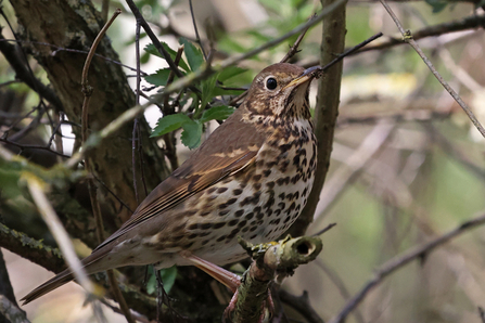 Song Thrush © Adrian Andruchiw 2021