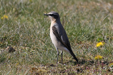 Wheatear © Adrian Andruchiw 2021