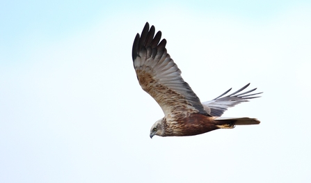 male Marsh Harrier © Allen Holmes 2021