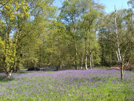 Bluebell woodland