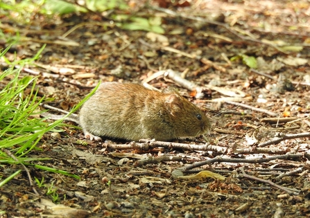 Bank Vole © Darren Wozencroft 2021