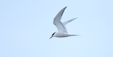 Common Tern © Allen Holmes 2021