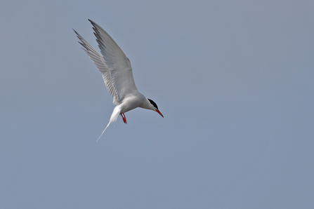 Common Tern © Adrian Andruchiw 2021