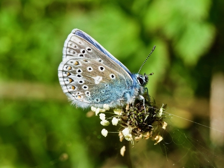 Common Blue © Mark Dinnage 2021