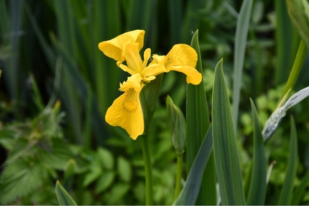 Yellow Flag Iris © Lynda Christou 2021