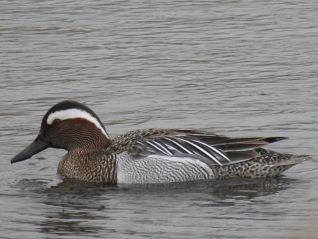 Garganey © Darren Wozencroft 2021