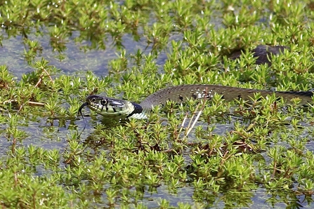 Grass Snake © Nidge Nilsen