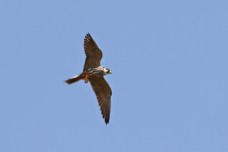 Hobby © Adrian Andruchiw 2021
