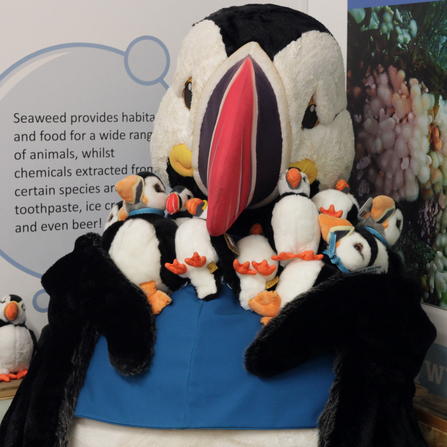 Our puffin mascot, Cliff holding two handfuls of cuddly puffin toys at our Living Seas Centre at Flamborough South Landing