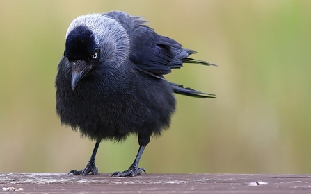 Jackdaw © Nidge Nilsen 2021