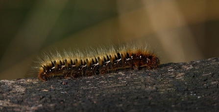 Northern Eggar Moth Caterpillar © Allen Holmes 2021