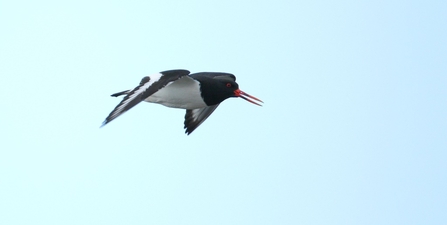 Oystercatcher © Allen Holmes 2021