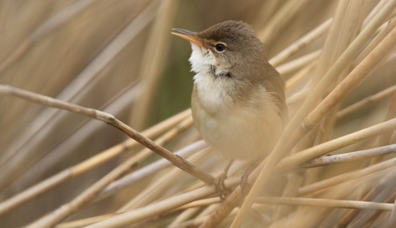 Reed Warbler © Allen Holmes 2021