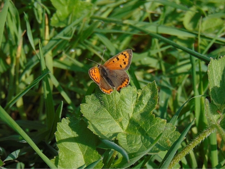 Small Copper © Lynda Christou 2021