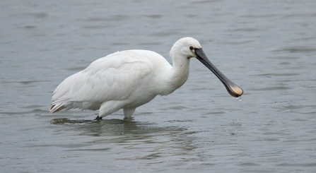 Spoonbill © Allen Holmes 2021