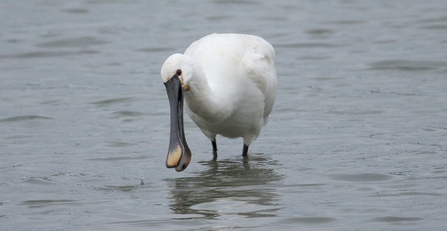 Spoonbill © Allen Holmes 2021