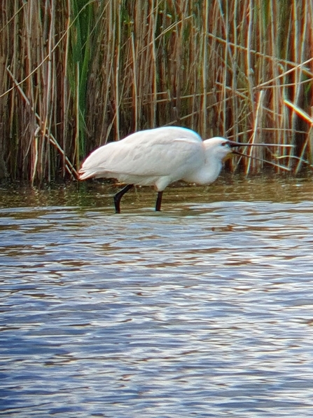Spoonbill © Sue Brook 2021