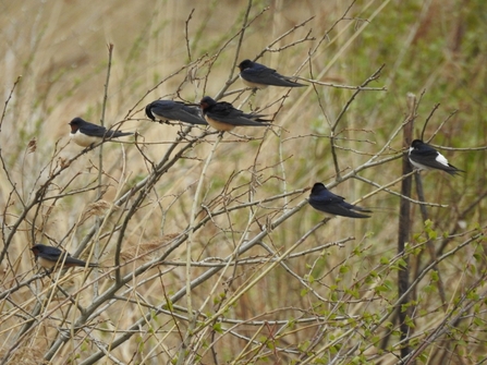 Swallows and a House Martin © Darren Wozencroft 2021