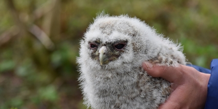 Tawny Owl chick © Rebekah Beaumont 2021