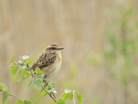 Whinchat © Michael Suddaby 2021