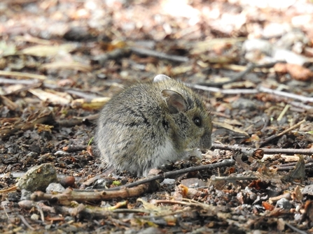 Wood Mouse © Darren Wozencroft 2021