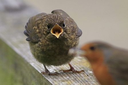 juvenile Robin © Nidge Nilsen 2021