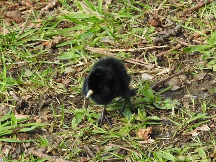 juvenile Water Rail © Darren Wozencroft 2021