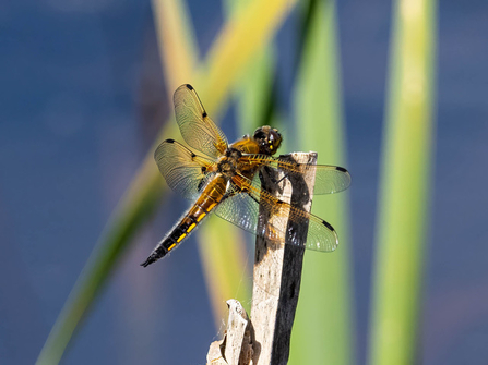 Four-spotted Chaser © Paul Paddock 2021