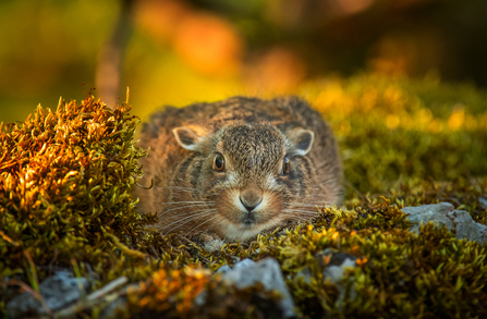 A portrait of a brown hare (Lepus europaeus) concealed on a stone wall in the Wild Ingleborough project site