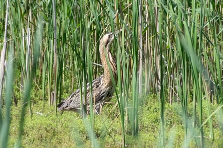 Bittern © Darren Ward 2021