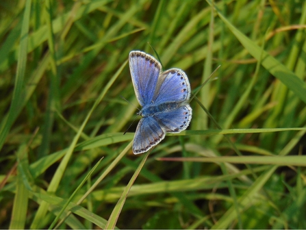 Common Blue © Lynda Christou 2021