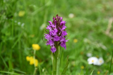 Common Spotted Orchid © Lynda Christou 2021