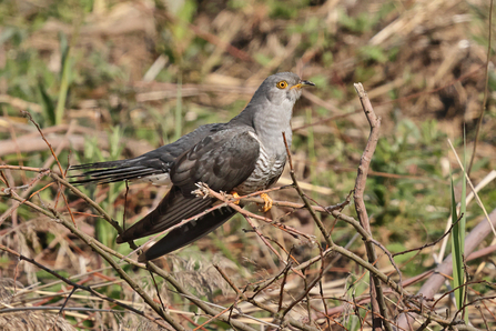 Cuckoo © Adrian Andruchiw 2021