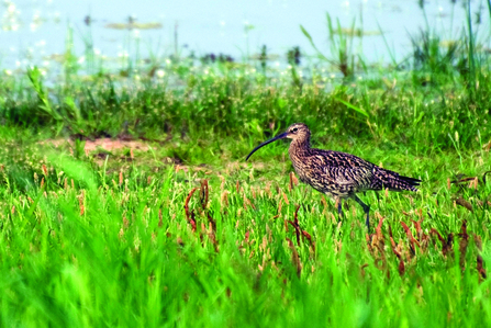 Curlew (Wild Ingleborough)