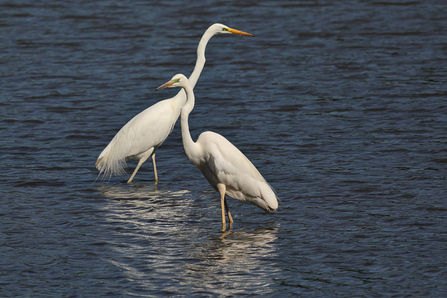 Great White Egrets © Adrian Andruchiw 2021