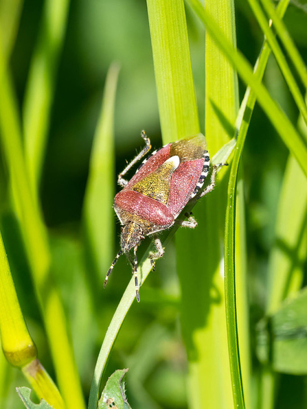 Hairy Shieldbug © Paul Paddock 2021